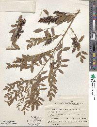 Glycyrrhiza glabra image