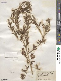 Glycyrrhiza lepidota image