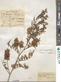 Glycyrrhiza lepidota image