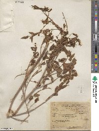 Glycyrrhiza lepidota image