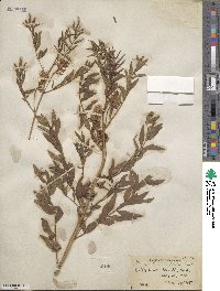 Glycyrrhiza lepidota image