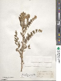 Glycyrrhiza lepidota image