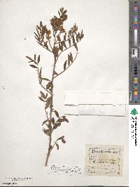 Glycyrrhiza lepidota image