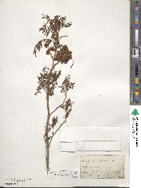 Glycyrrhiza lepidota image