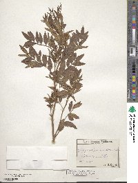 Glycyrrhiza lepidota image