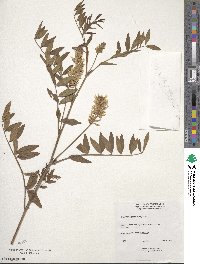 Glycyrrhiza lepidota image