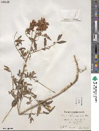 Glycyrrhiza lepidota image