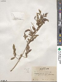 Glycyrrhiza lepidota image