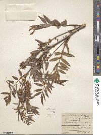 Glycyrrhiza lepidota image