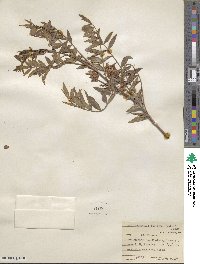 Glycyrrhiza lepidota image