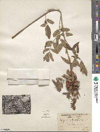 Glycyrrhiza lepidota image