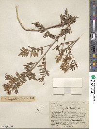 Glycyrrhiza lepidota image