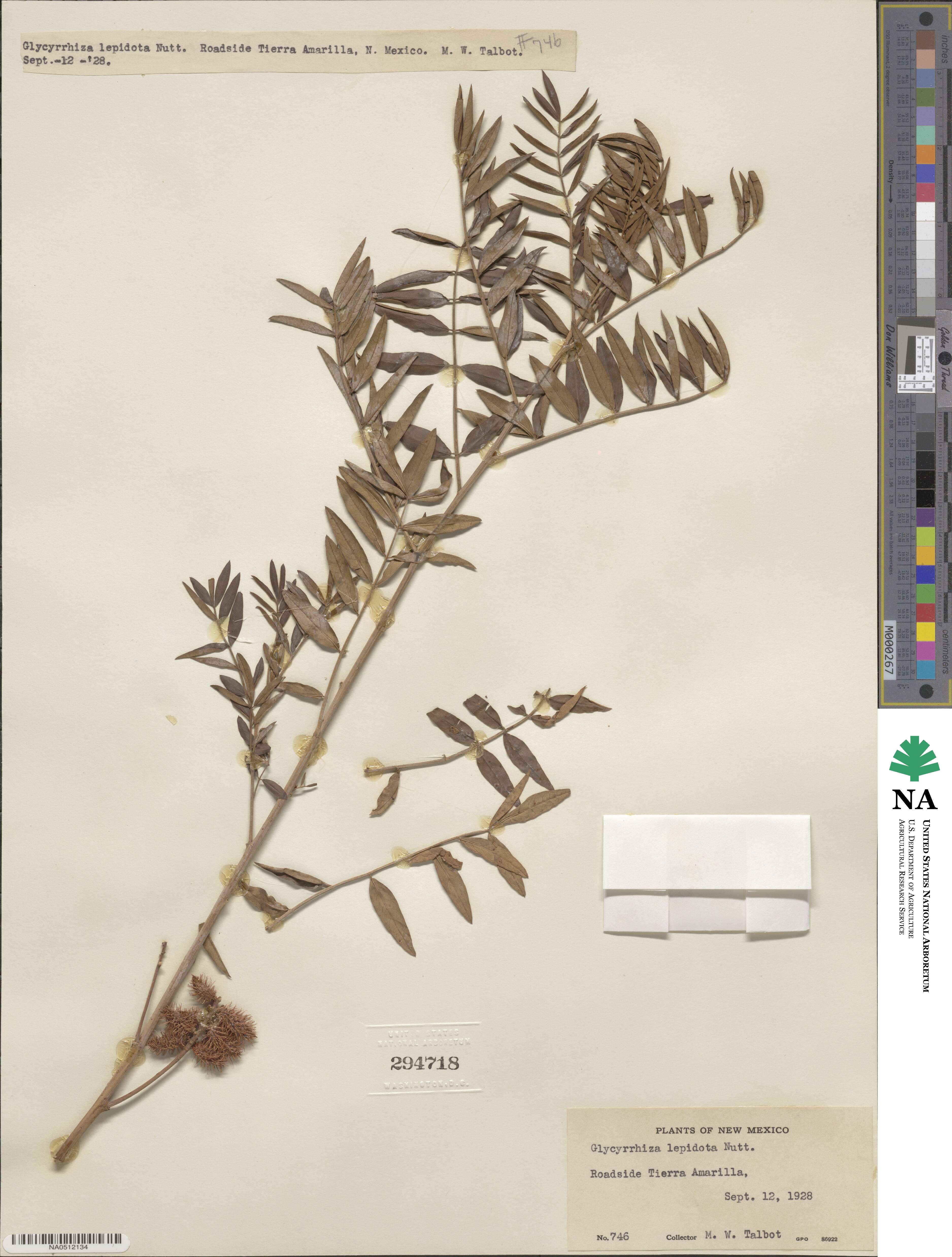Glycyrrhiza image