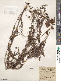 Glycyrrhiza lepidota image