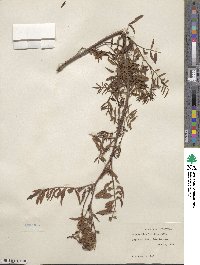 Glycyrrhiza lepidota image