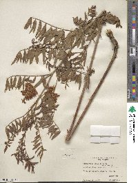 Glycyrrhiza lepidota image