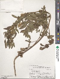 Glycyrrhiza lepidota image