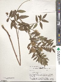 Glycyrrhiza lepidota image