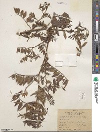 Glycyrrhiza lepidota image