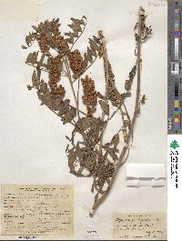 Glycyrrhiza lepidota image