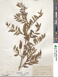 Glycyrrhiza lepidota image