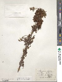 Glycyrrhiza lepidota image