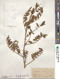 Glycyrrhiza lepidota image