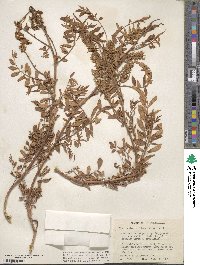 Glycyrrhiza lepidota image