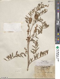 Glycyrrhiza lepidota image