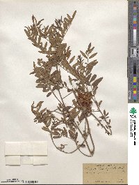 Glycyrrhiza lepidota image