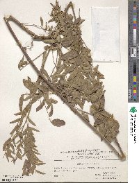 Glycyrrhiza glabra image