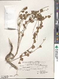 Glycyrrhiza triphylla image