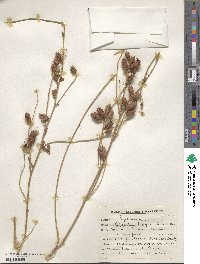 Glycyrrhiza triphylla image