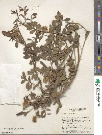 Glycyrrhiza foetida image