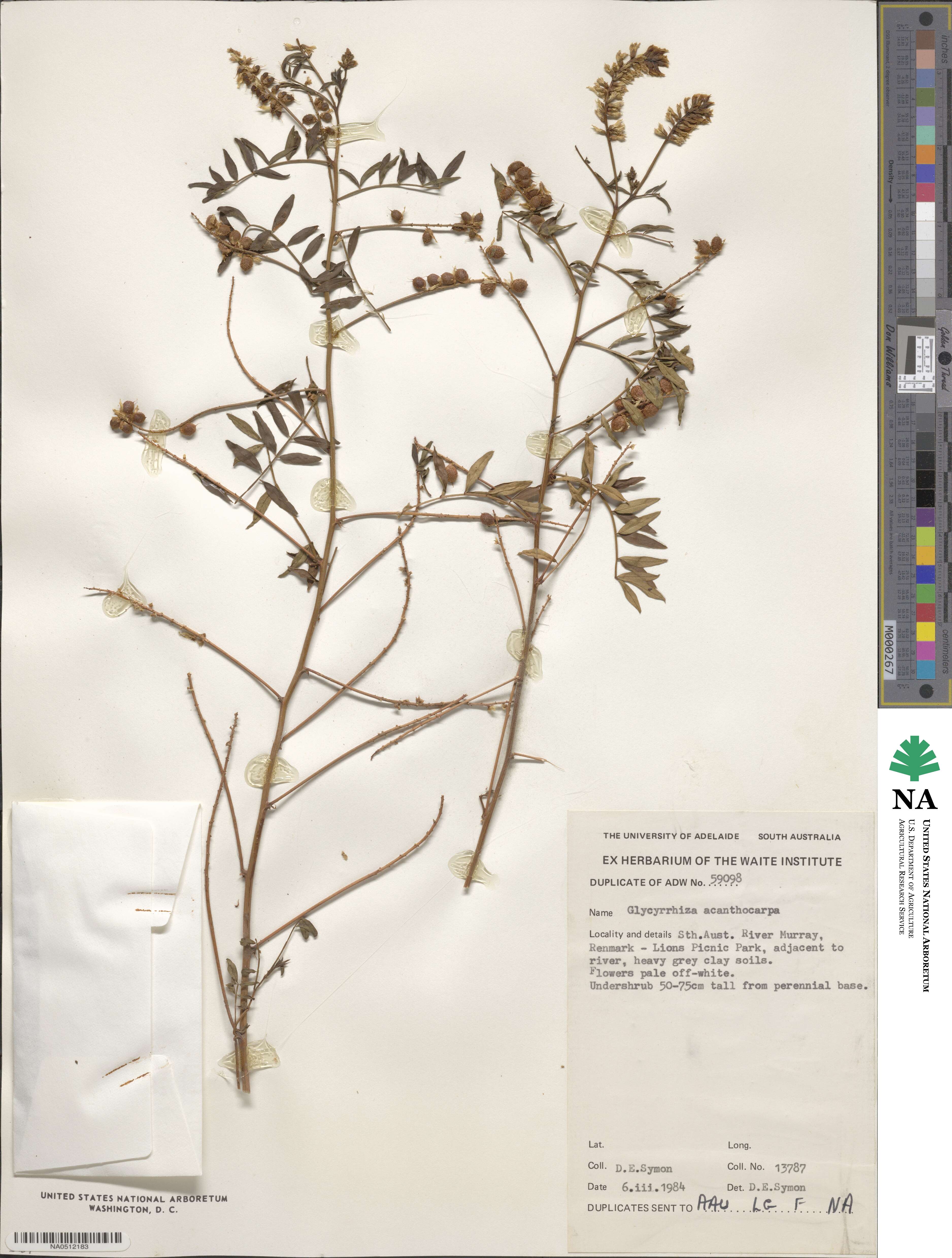 Glycyrrhiza acanthocarpa image