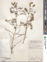 Glycyrrhiza acanthocarpa image