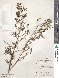 Glycyrrhiza acanthocarpa image