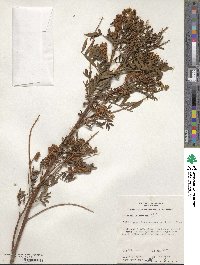 Glycyrrhiza acanthocarpa image