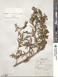 Glycyrrhiza acanthocarpa image