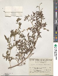 Glycyrrhiza acanthocarpa image