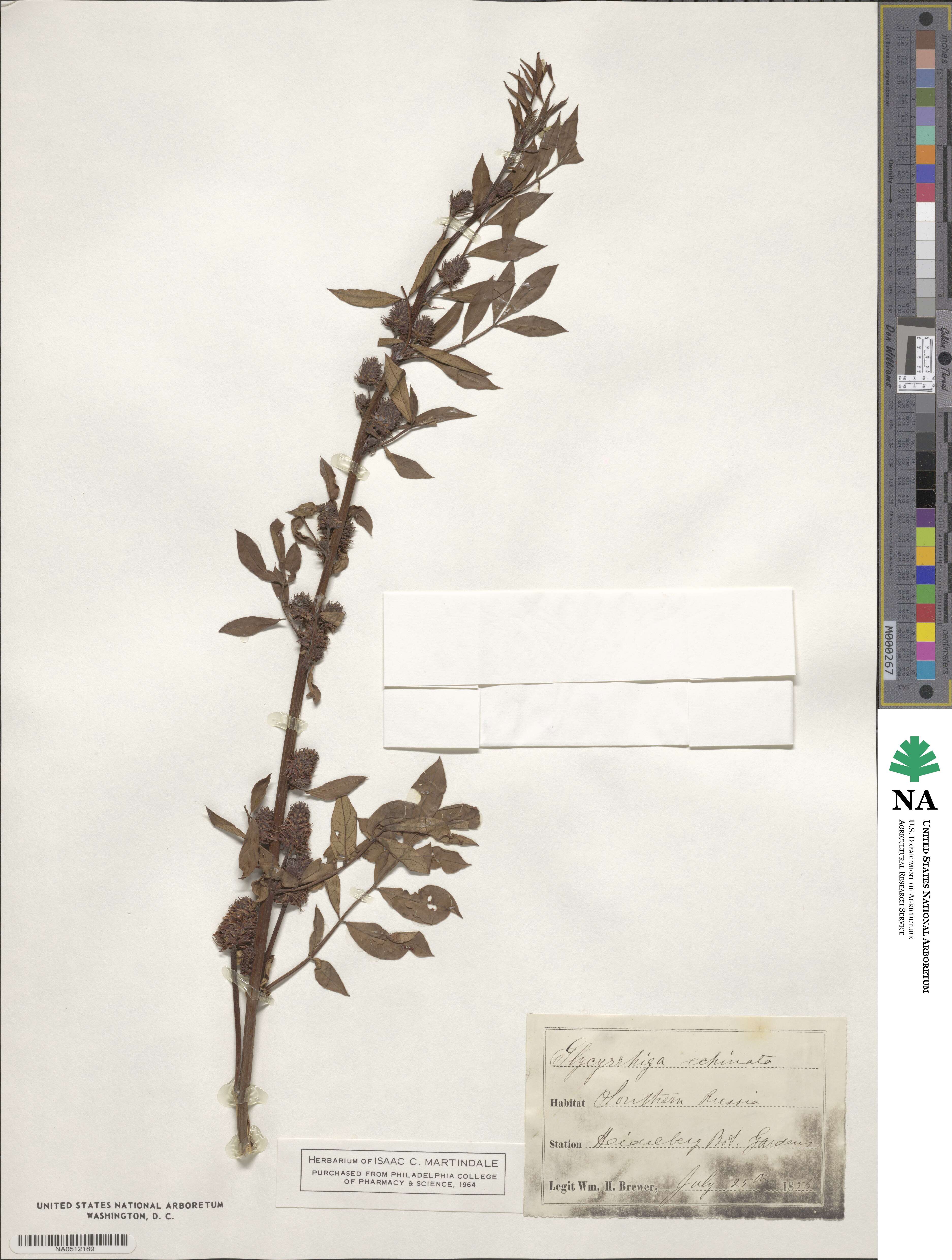 Glycyrrhiza echinata image