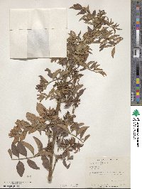 Glycyrrhiza glabra image