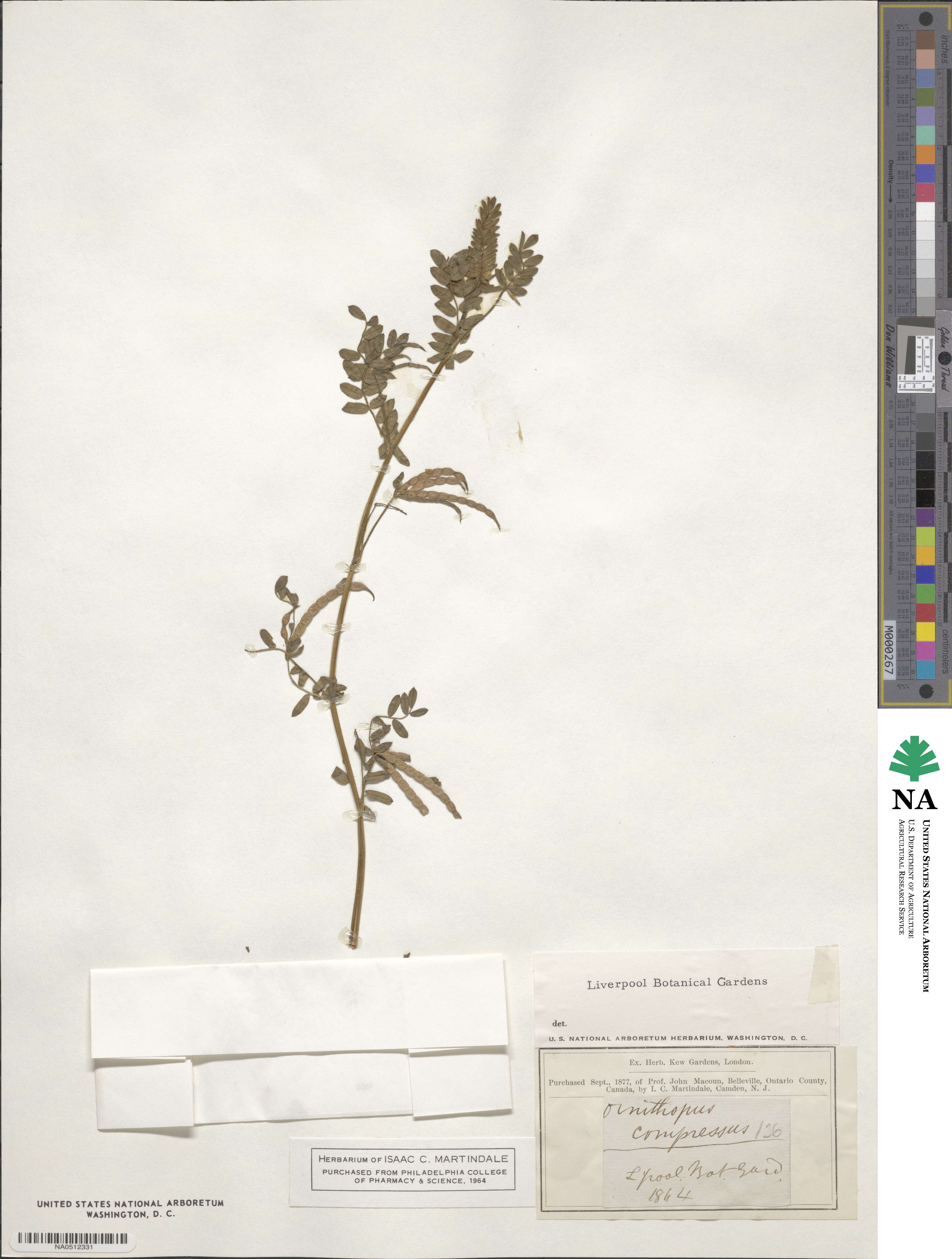 Ornithopus compressus image