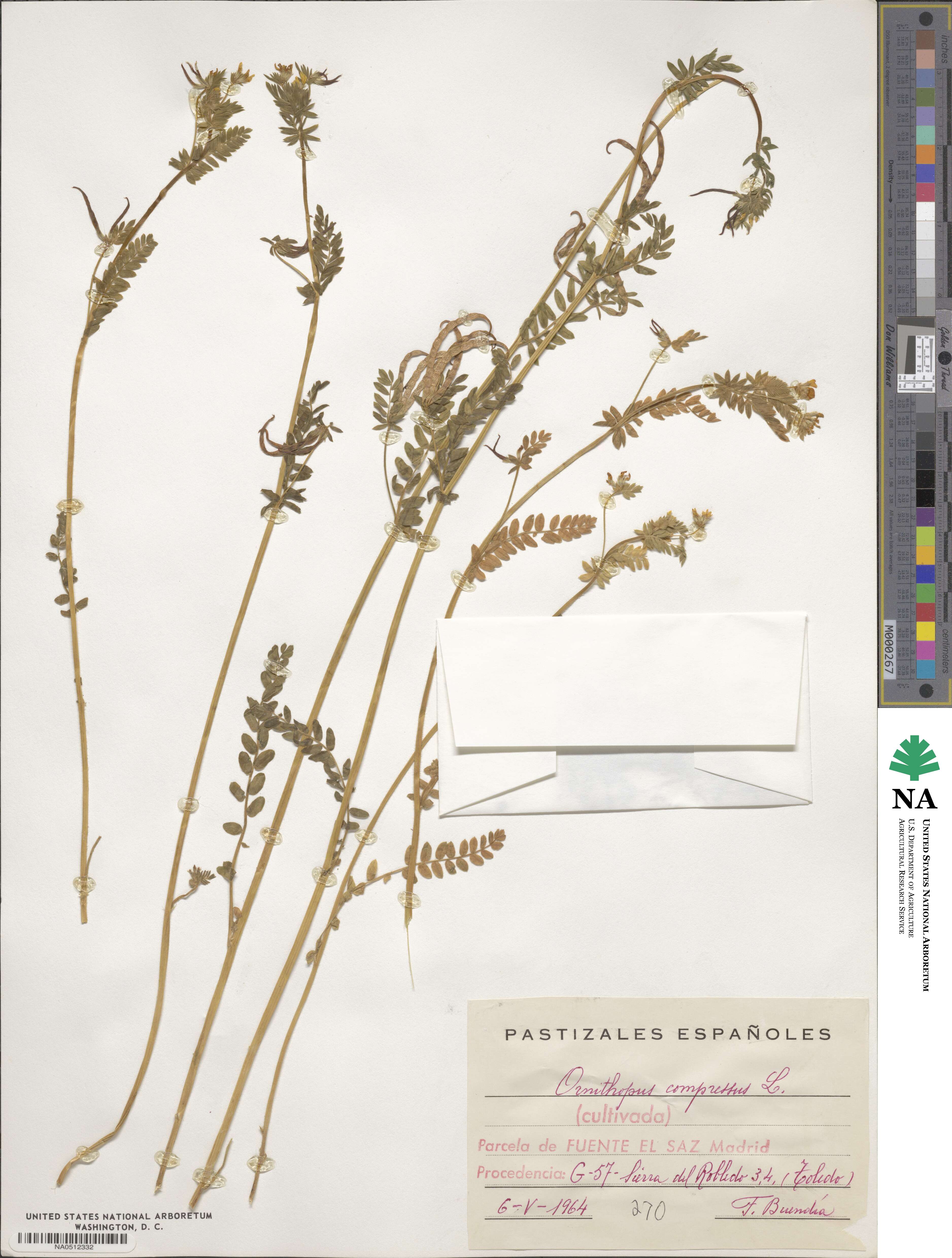 Ornithopus compressus image