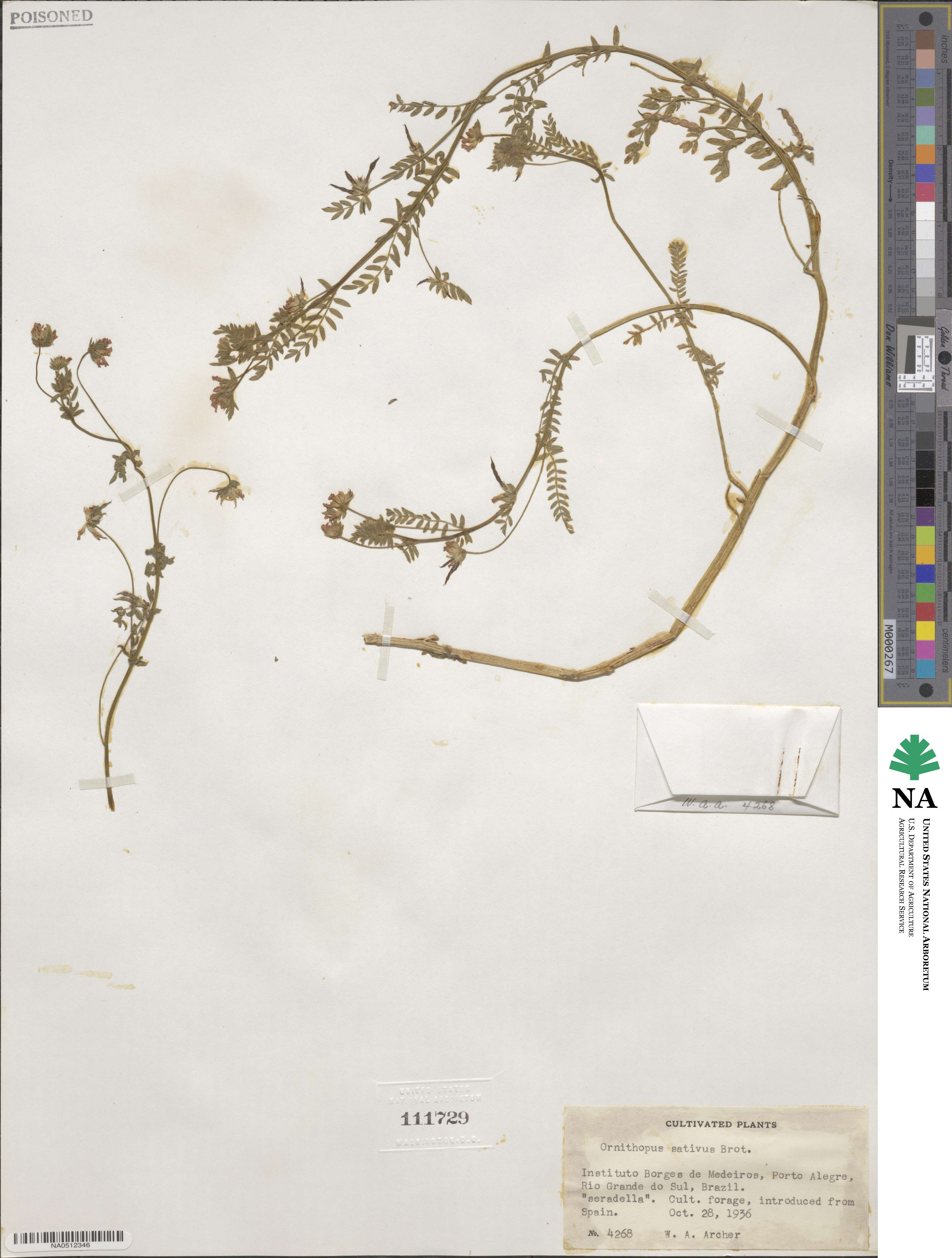 Ornithopus sativus image