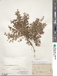 Coronilla minima image