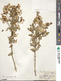 Hippocrepis emerus image