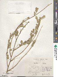 Hippocrepis emerus image