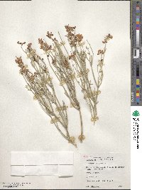 Coronilla juncea image