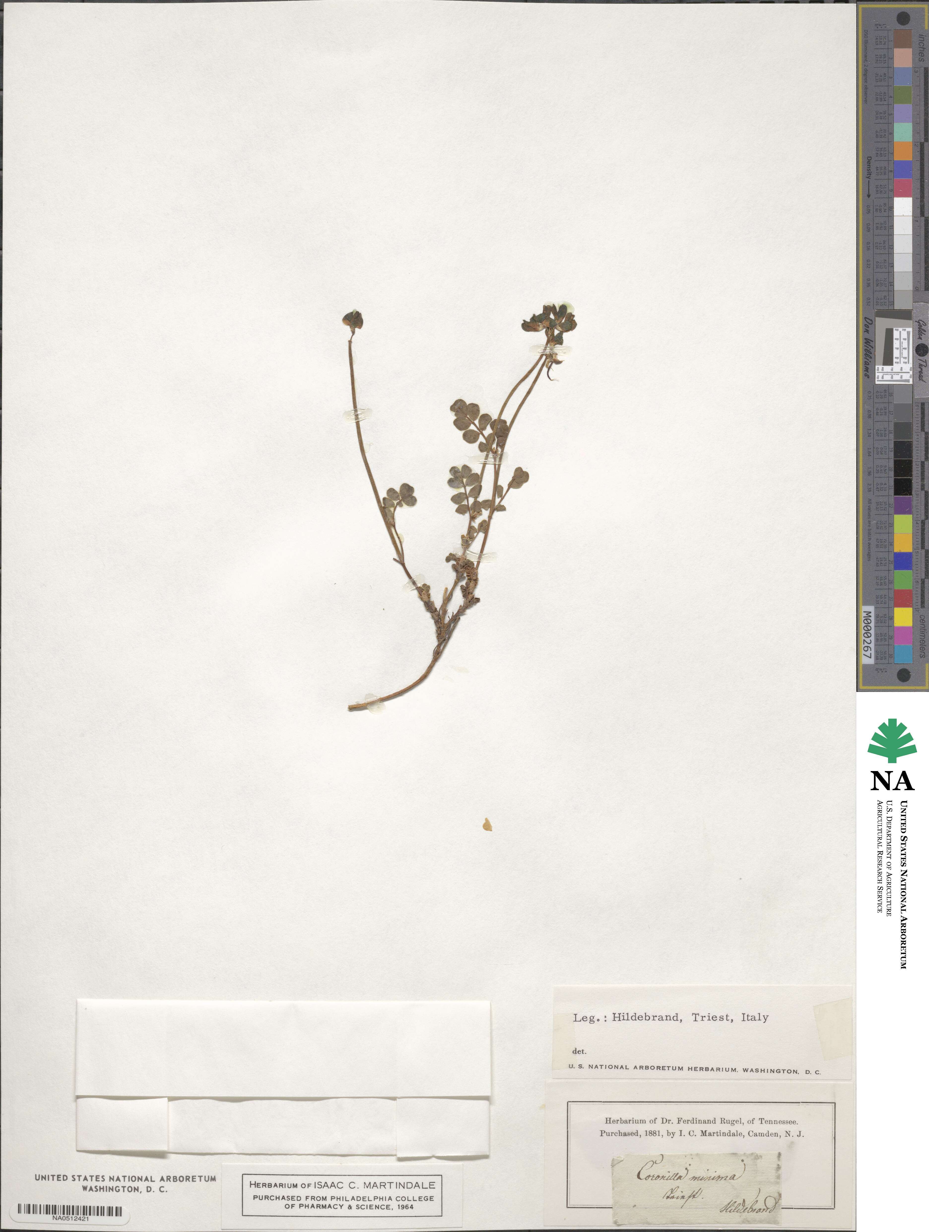 Coronilla minima image